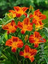 Hemerocallis 'Chicago Fire'.jpg
