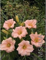 Hemerocallis on and on.jpg