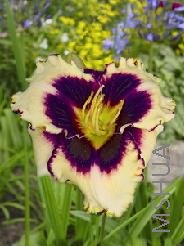 Hemerocallis 'Sabine Bauer'.jpg
