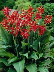 Canna 'Lucifer'.jpg