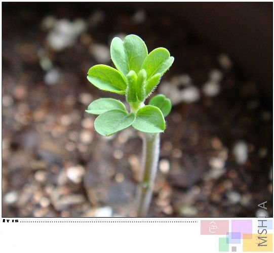 hirta��˵ʵ���������ݳ��������ˣ��Ѿ����Կ���Ҷ����