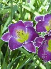 Hemerocallis 'Her Majesty's Wizard'.jpg