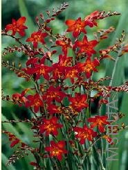 Crocosmia 'Emberglow'.jpg