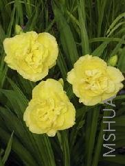 Hemerocallis 'Yellow Submarine'.jpg