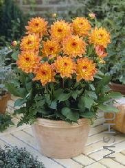 Dahlia 'Dora'.jpg