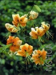 Lilium 'Lady Alice'.jpg