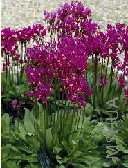 Dodecatheon jeffreyi.jpg