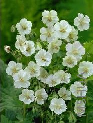 Geranium phaeum 'Album'.jpg