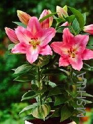 Lilium (Oriental Type) 'Souvenir'.jpg