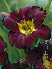Hemerocallis 'Bela Lugosi'.jpg