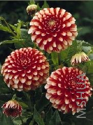 Dahlia Musette.jpg
