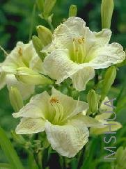 Hemerocallis 'Gentle Shepherd'.jpg