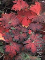 Geranium wlassovianum.jpg