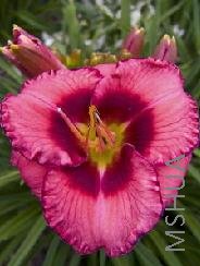 Hemerocallis 'Dan Mahony'.jpg