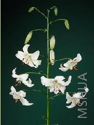 Lilium (Tigrinum Type) White.jpg