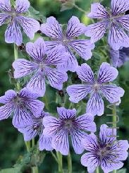 Geranium 'Stephanie'.jpg