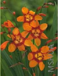 Crocosmia 'Emily McKenzie'.jpg
