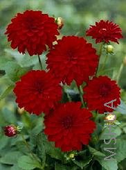 Dahlia Mambo.jpg