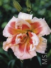 Hemerocallis 'Forty Second Street'.jpg