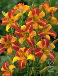 Hemerocallis 'Frans Hals'.jpg