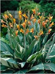 Canna 'Stuttgart'.jpg