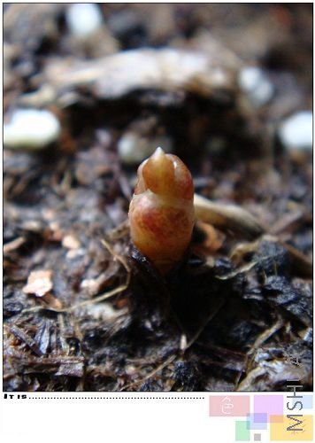 flava������Խ��Խ����ƨ���ˣ������ٶ�ȷʵ����һ�����