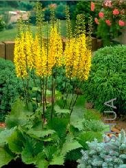 Ligularia przewalskii.jpg
