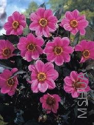 Dahlia Happy Single 'Juliet'.jpg
