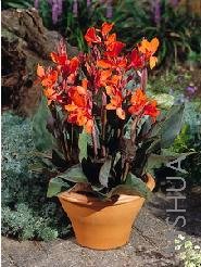 Canna 'Ingeborg'.jpg