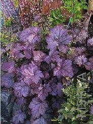 Heuchera 'Plum Pudding'.jpg