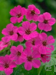 Geranium 'Patricia'.jpg