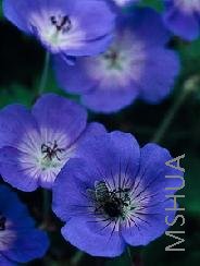 Geranium 'Jolly Bee'.jpg