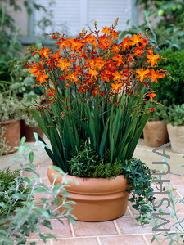 Crocosmia 'Constance'.jpg
