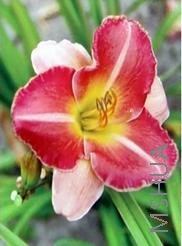 Hemerocallis candy lipstick.jpg