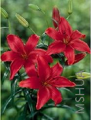 Lilium (Asiatic Type) 'Monte Negro'.jpg