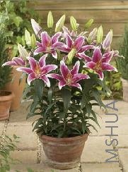 Lilium (Oriental Type) 'Pimento'.jpg