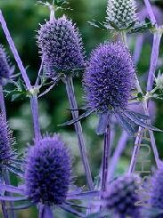 Eryngium planum 'Hellas'.jpg