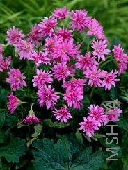 Geranium x oxonianum 'Southcombe Double'.jpg