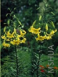 Lilium (Tigrinum Type) Yellow.jpg