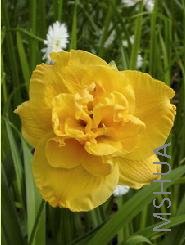 Hemerocallis 'Patricia'.jpg