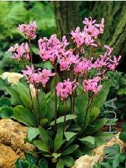 Dodecatheon meadia.jpg