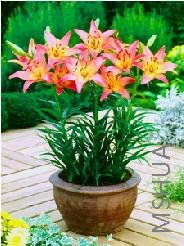 Lilium (Asiatic Type) 'Pink Pixie'.jpg