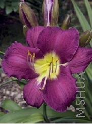 Hemerocallis 'Chicago Royal Robe'.jpg
