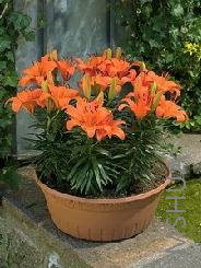 Lilium (Asiatic Type) 'Orange Pixie'.jpg