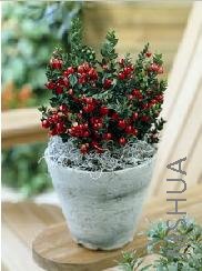 Ruscus aculeatus 'Christmas Berry'.jpg