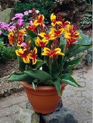 Canna 'Reine Charlotte'.jpg