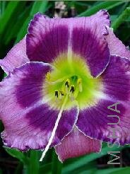 Hemerocallis 'Forgotten Dreams'.jpg