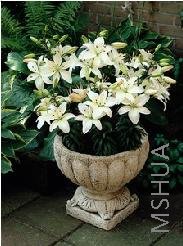 Lilium (Asiatic Type) 'Reinesse'.jpg