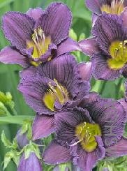 Hemerocallis little grapttle.jpg