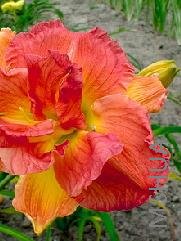 Hemerocallis 'Longfield's Twins'.jpg